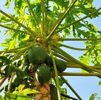 High Simulation Real Touch 270Cm Plant Papaya Tree Fire Resistance