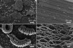 High Carbon Expandable Graphite Powder As Inflaming Retardant