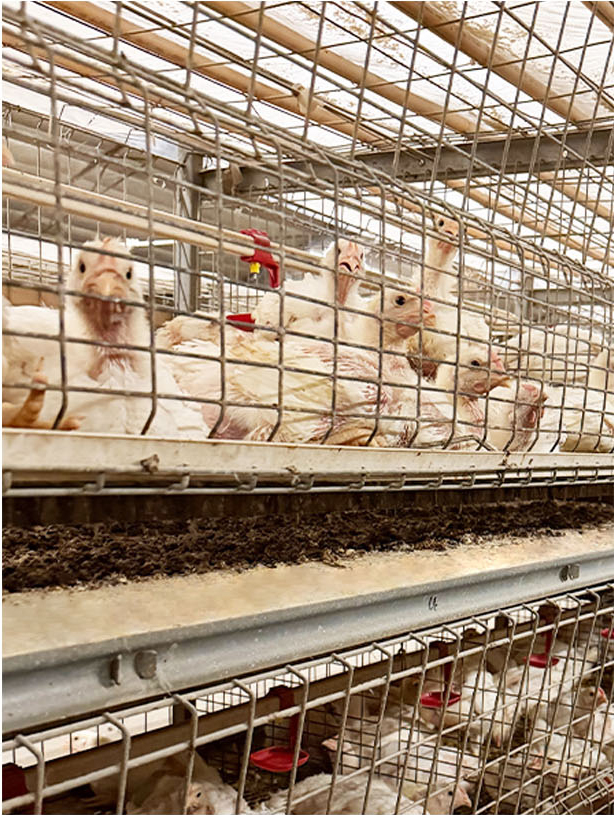 Galvanized H Type Broiler Chicken Cage Durable Battery Cage System for Poultry Farm
