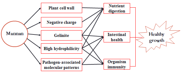 Habio Beta Mannanase Powder / Granule / Liquid / Watersoluble Degrade Mannan Release Prebiotics 1