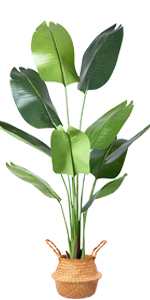 bird of paradise