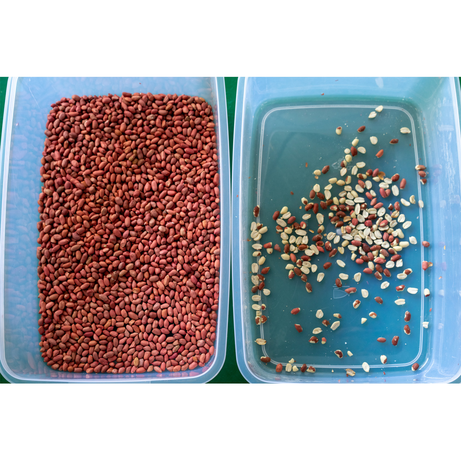 Farm Equipment Mini Color Sorter Machine 600-900kg/H Production Capacity