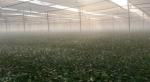High Tensile Strength Carrot Fly Screen Mesh Insect Protection Netting