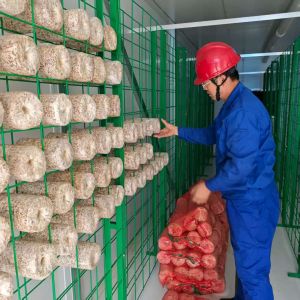 Quality Precisely Regulate Temperature Humidity Ventilation Lighting Mushroom Container for sale