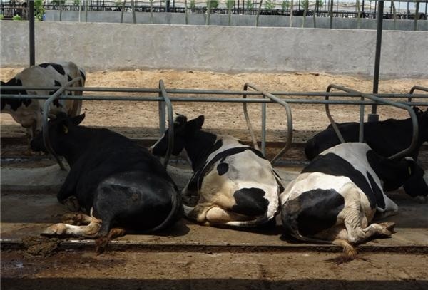 Cow Farm Equipment Anti-slip Cattle Mattress made of density Rubber
