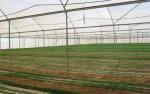 High Tensile Strength Carrot Fly Screen Mesh Insect Protection Netting