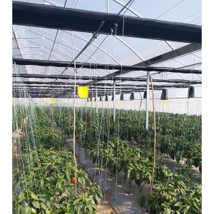 China Single Span Greenhouse 8-12m Wide with 90mph Wind Resistance on sale