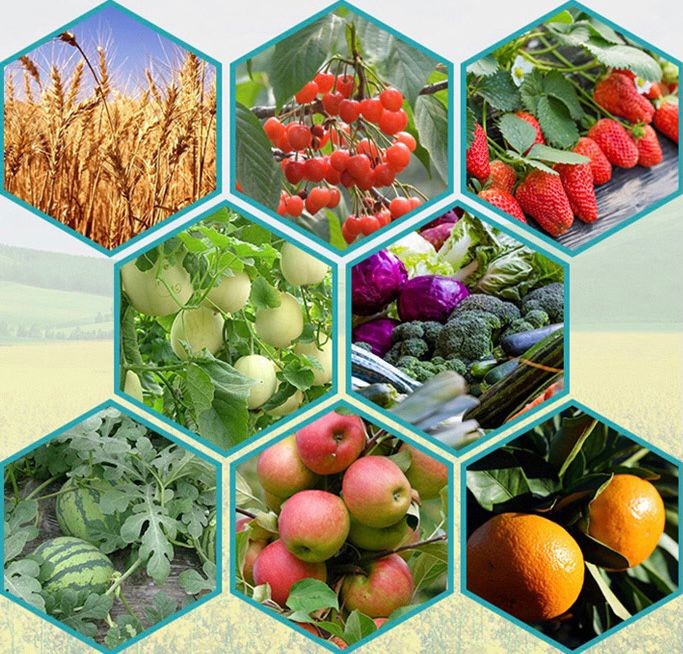 Organic Soil Conditioner Microbial Fermented Fertilizer
