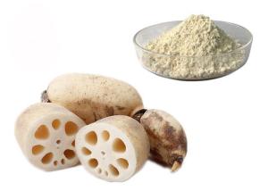 Quality Meal Replacement Pure Natural Lotus Root Vegetable Extract Powder for sale