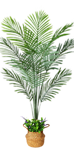 Palm Tree