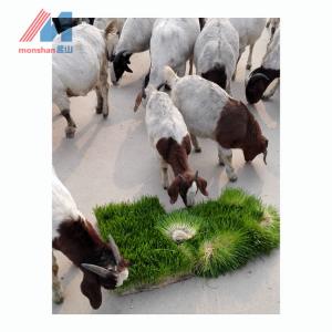 No Pollution 1000kg Hydroponic Fodder Container Automatic Fodder System