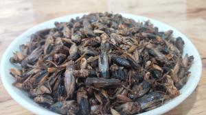 Quality 100% Natural Dried Crickets For Pet Food 100% Natural for sale