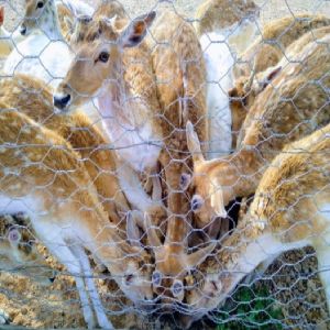 BWG18-22 Hexagonal Wire Mesh Reverse Twist Rabbit Wire Mesh