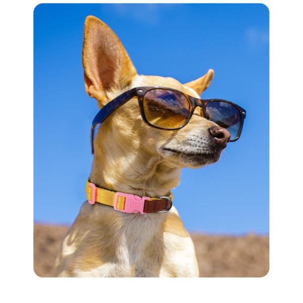 Anti Breakaway Dog Training Collars Safe Small Medium Sized Pet Collar