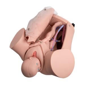 Quality Colleges Two Fetus Childbirth Simulator Baby Delivery Simulator for sale