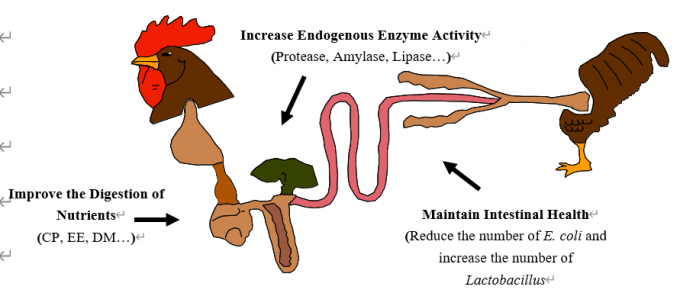 Customized Enzyme Blend Powder for Animal Nutrition Optimize Animal Feed Efficiency