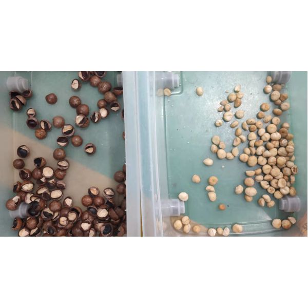 Automatic Mini Color Sorter For Macadamia Tiger Nut