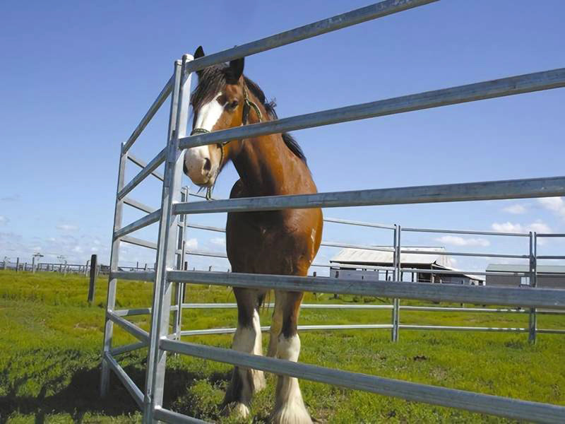 Goat Sheep Farm Corral Panels CE ISO PE Coated Stainless Steel Galvanized Livestock Panels