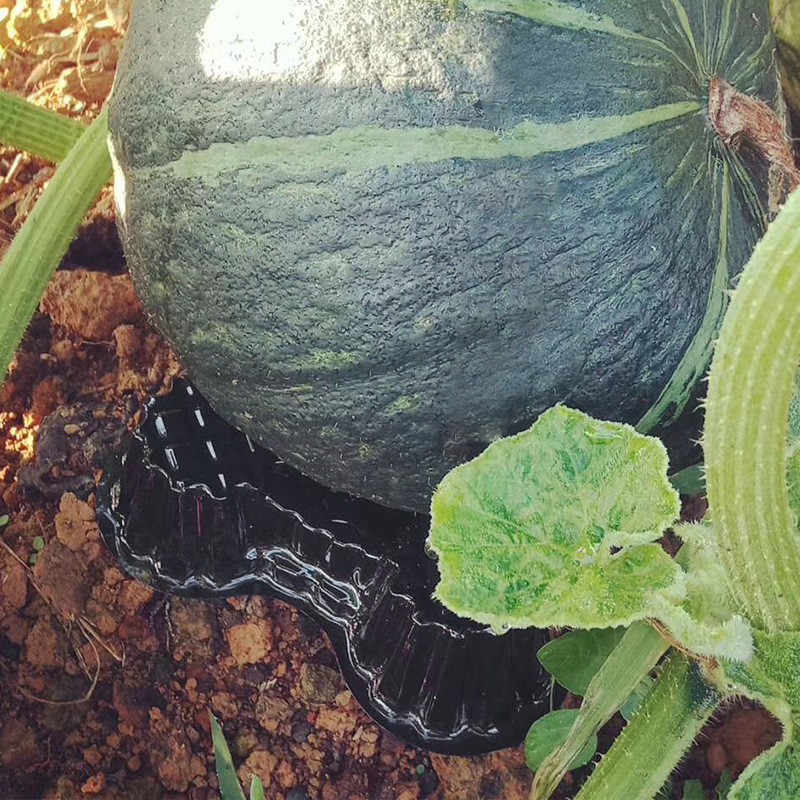 Customized vacuum formed transparent pet PET, PVC, PS plastic watermelon fixed base Hami melon anti corrosion and rotten support melon tray