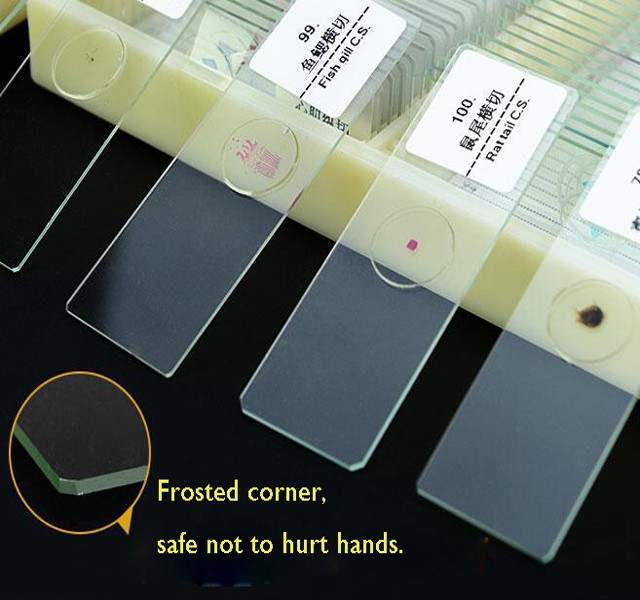 Medical Research Used Microbiology Amoeba Prepared Glass Microscope Slides For Teaching