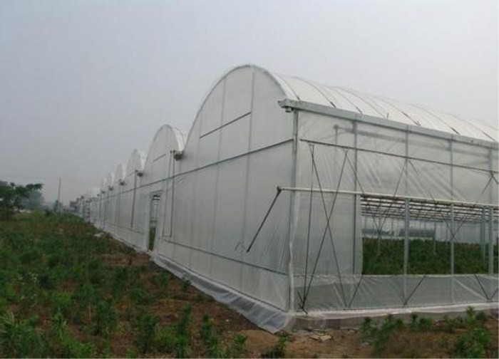 Buy High Tensile Strength Carrot Fly Screen Mesh Insect Protection Netting at wholesale prices