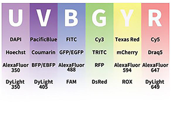 OPTO-EDU A5F.4810 Broad Spectrum LED Fluorescent Illuminator